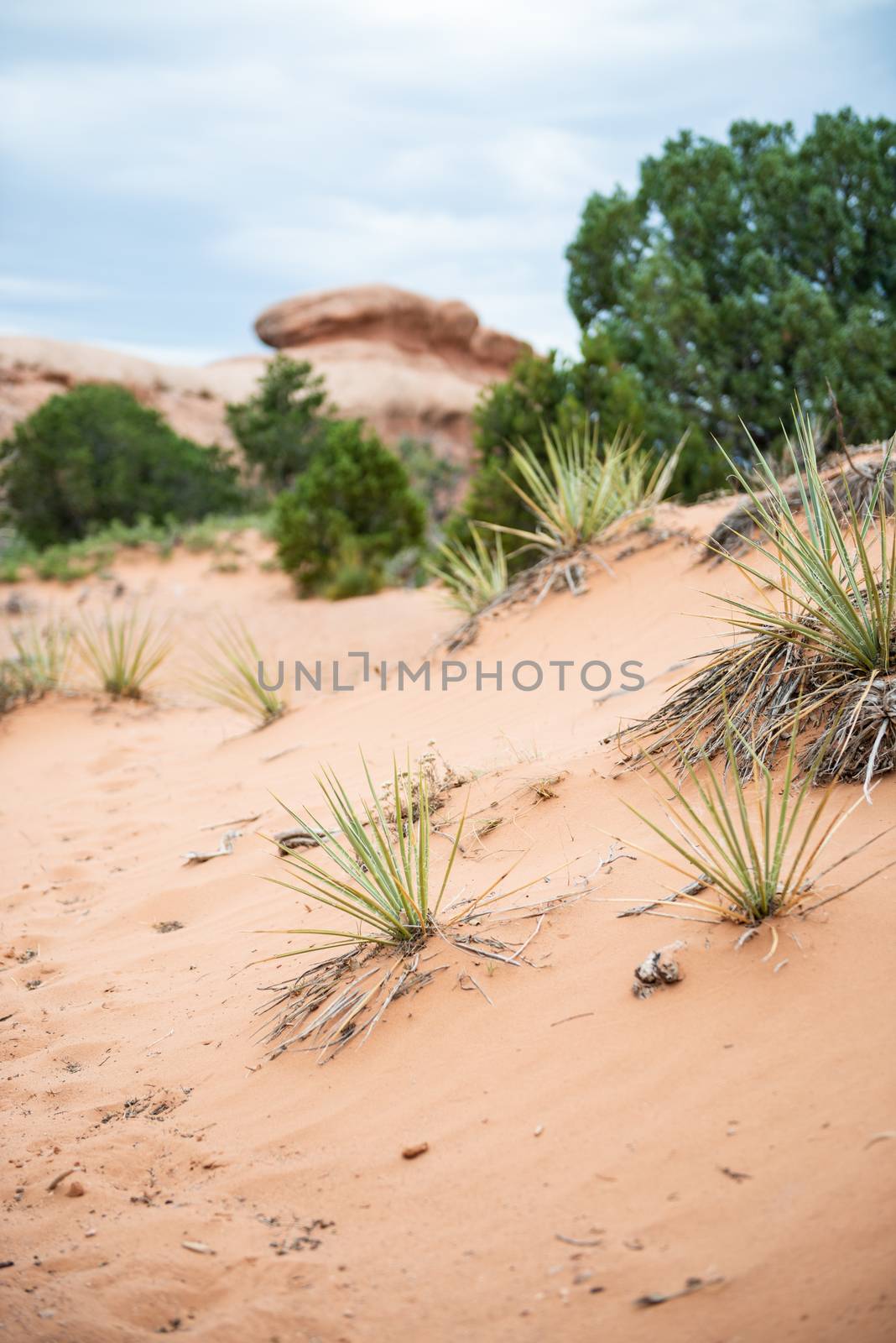 Desert plants on Devils Garden Trail in Arches National Park, Utah