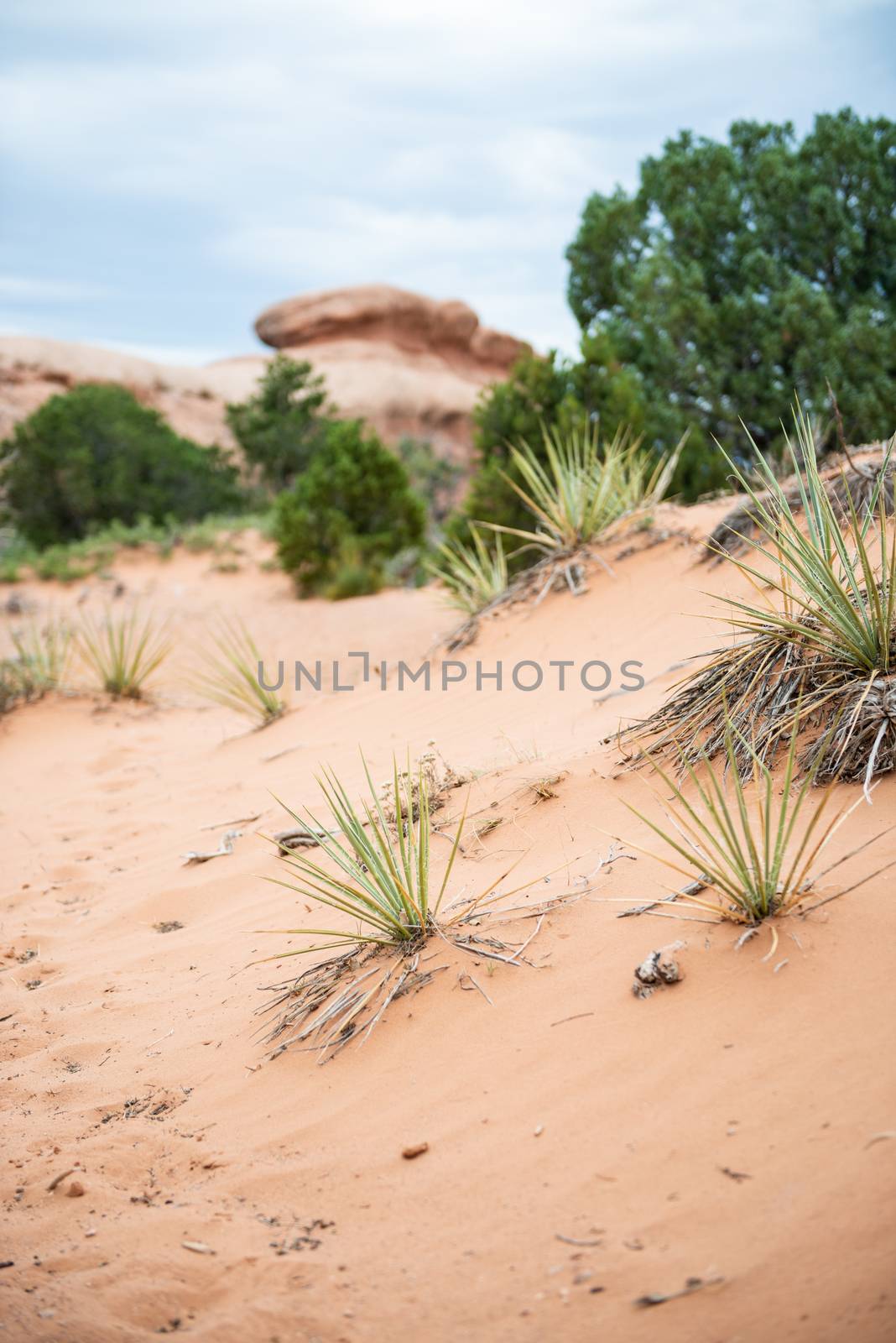 Desert plants on Devils Garden Trail in Arches National Park, Utah by Njean