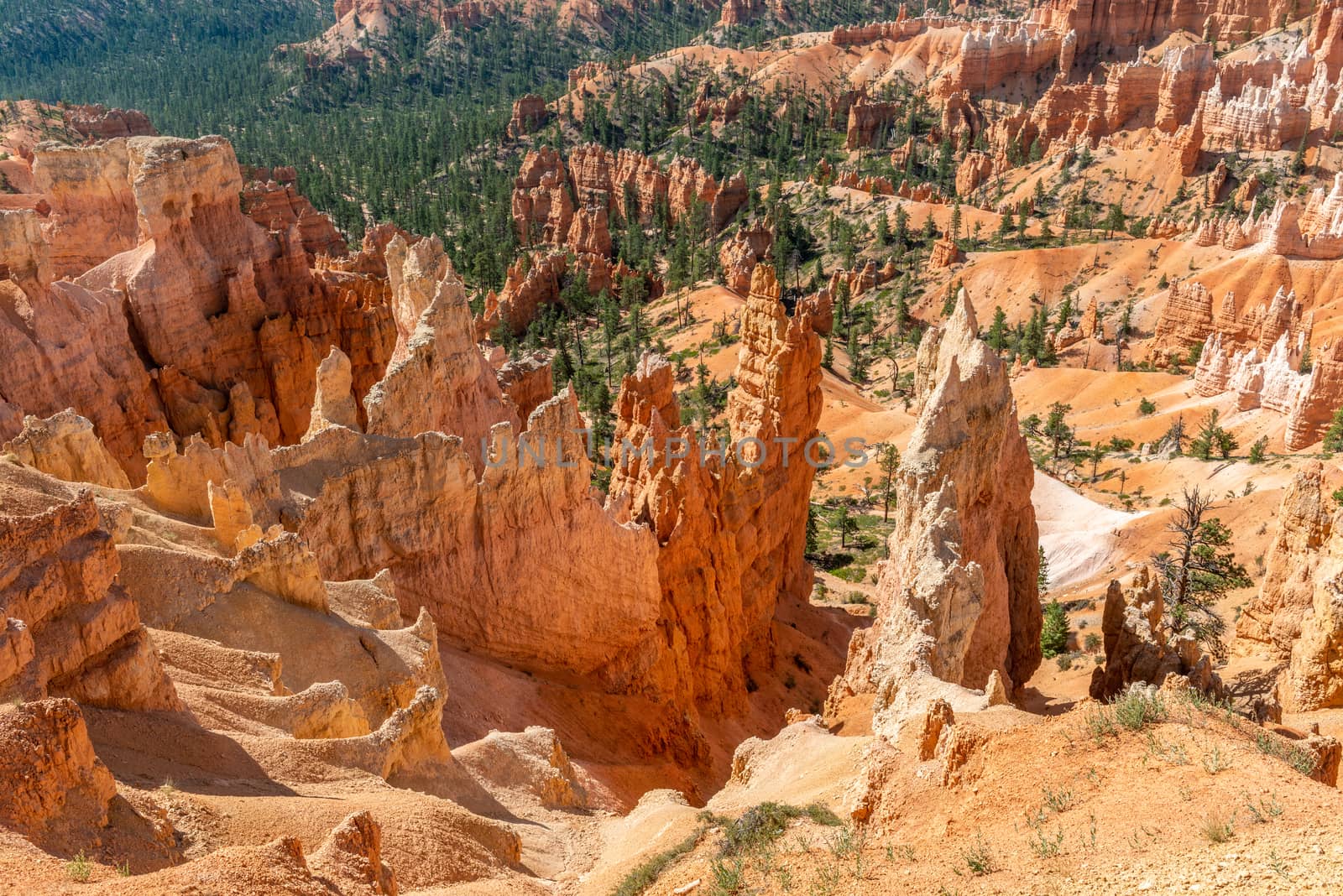 View of Bryce Amphitheater from Sunrise Point of Bryce Canyon National Park, Utah by Njean