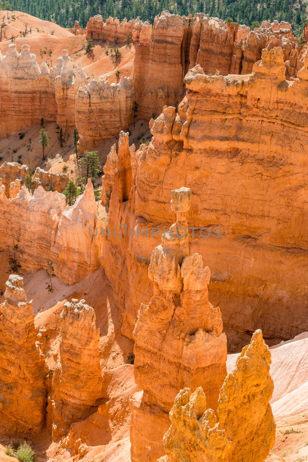 View of Bryce Amphitheater from Sunrise Point of Bryce Canyon National Park, Utah by Njean