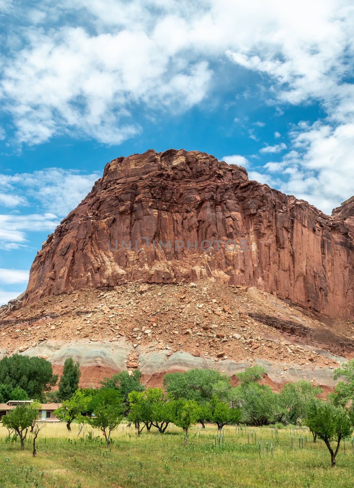 Fruit trees and sandstone formations in Fruita, Capitol Reef National Park, Utah by Njean