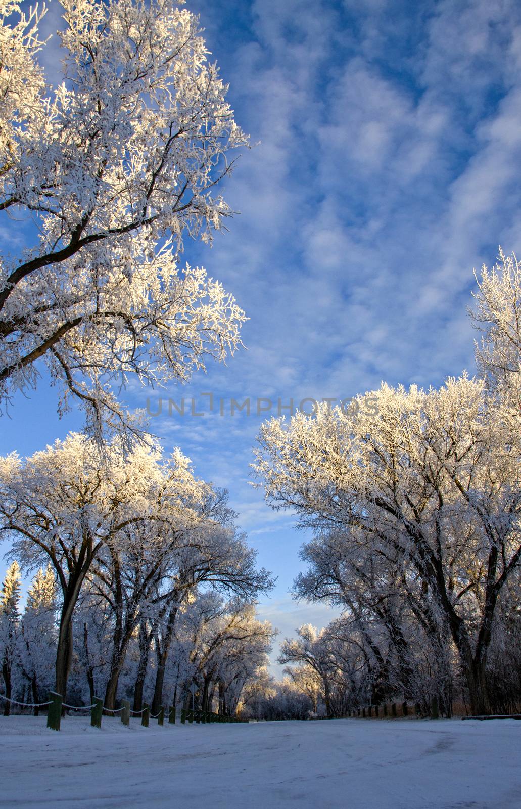 Winter Frost Saskatchewan by pictureguy