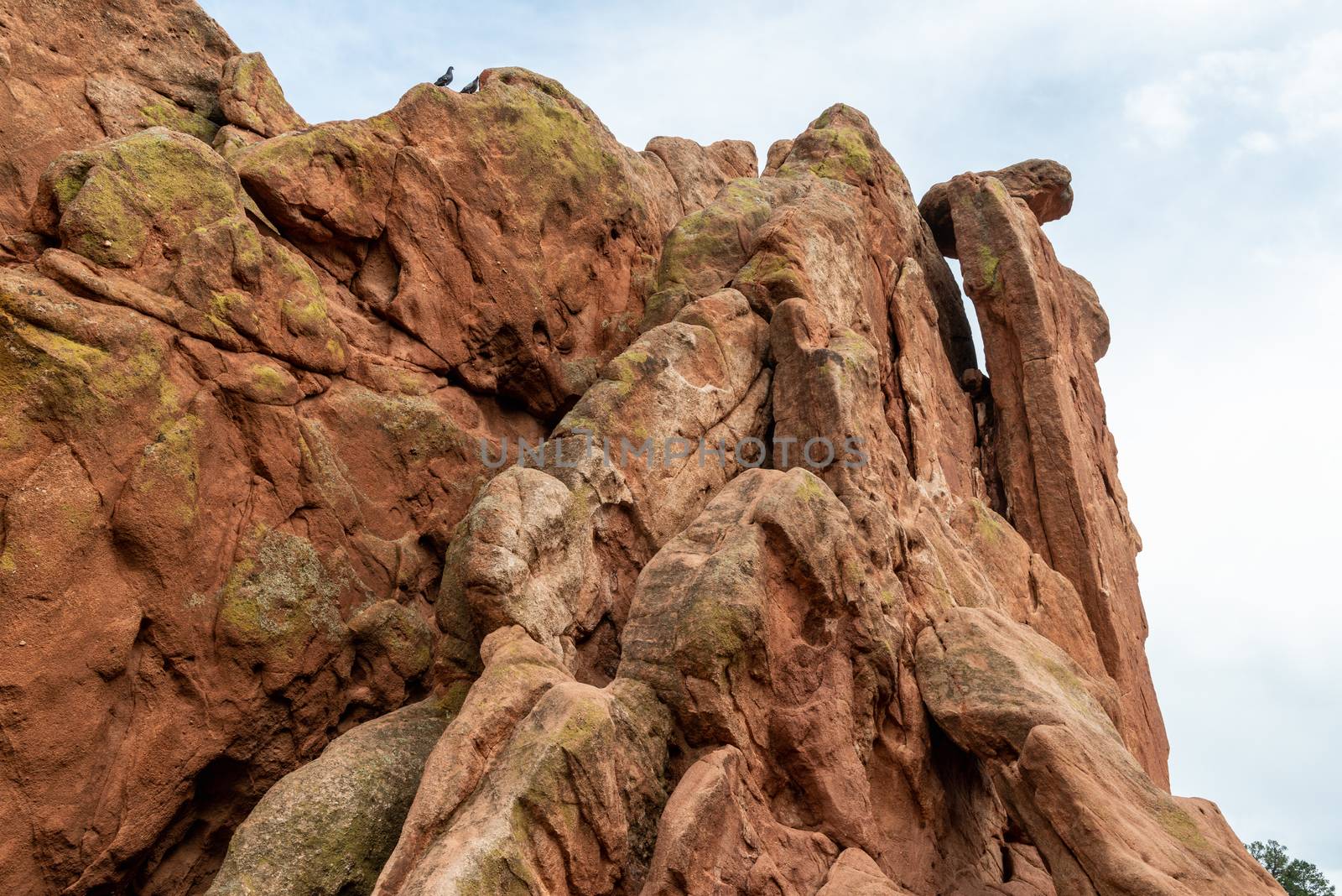 Sandstone formations along Central Garden Trail in Garden of the Gods, Colorado by Njean