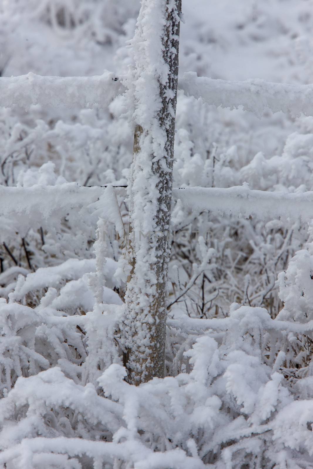 Winter Frost Saskatchewan by pictureguy