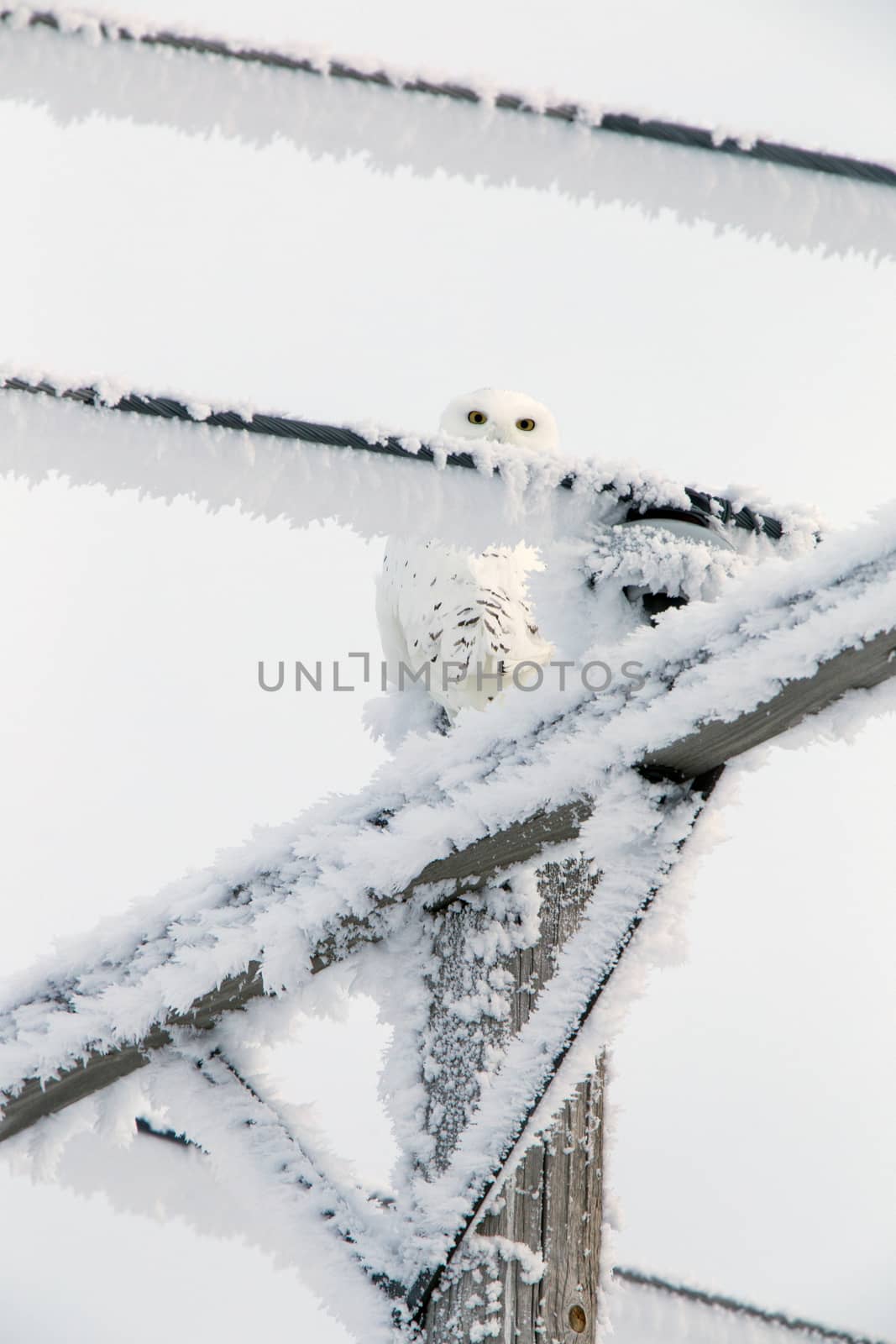 Winter Frost Snowy Owl by pictureguy