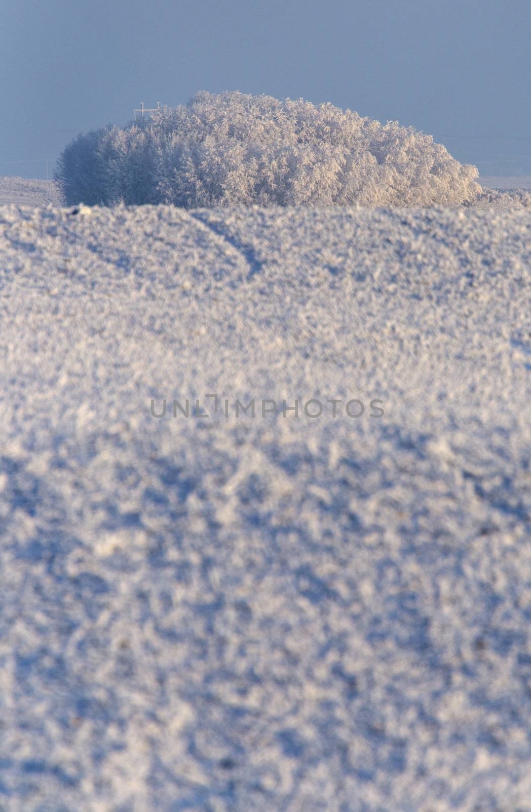 Winter Frost Saskatchewan by pictureguy