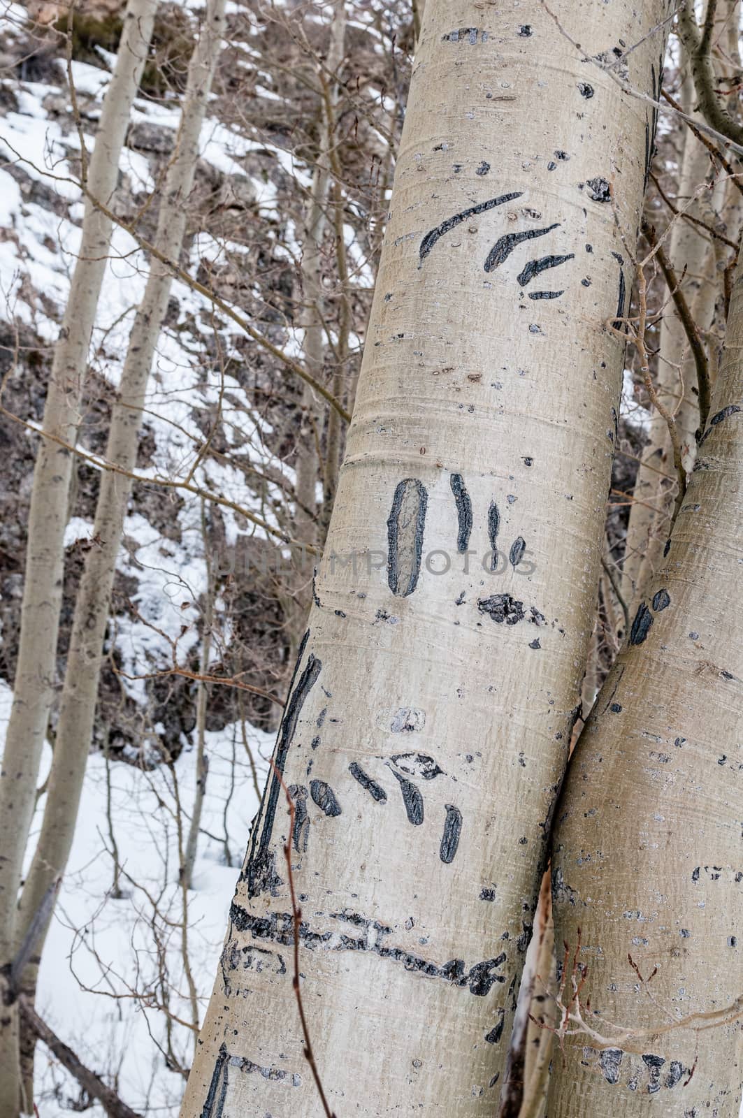 Claw marks on a tree made by a bear, June Lake Loop, Sierras, California