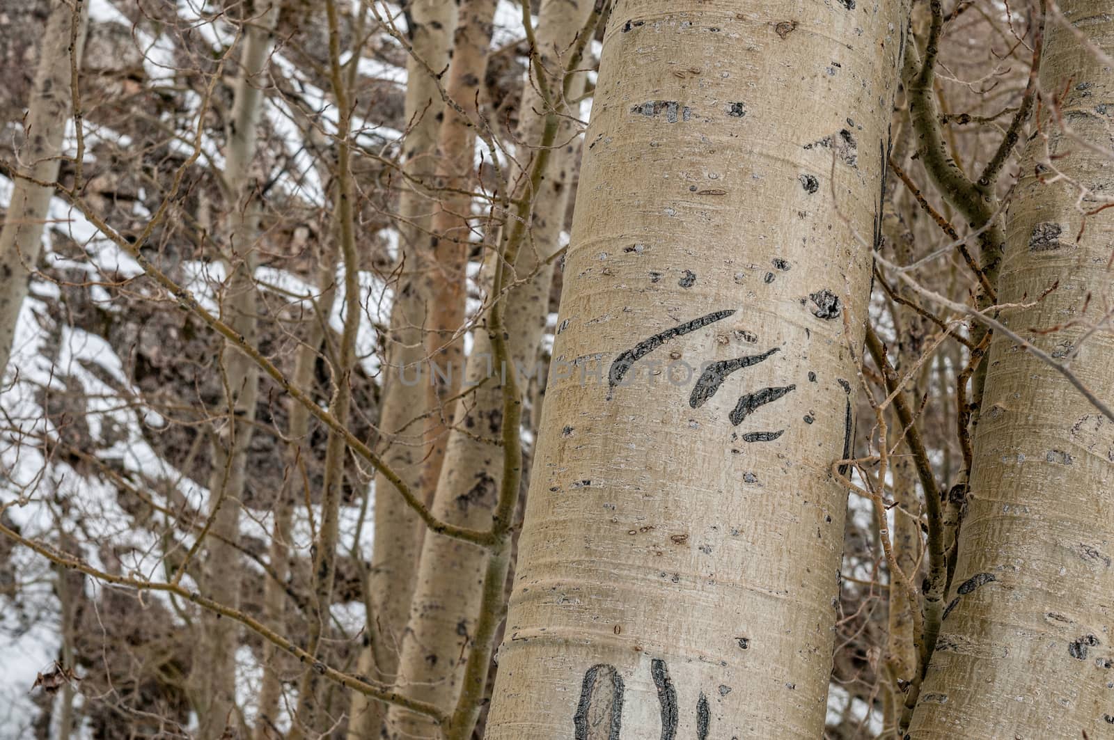 Claw marks on a tree made by a bear, June Lake Loop, Sierras, California by Njean