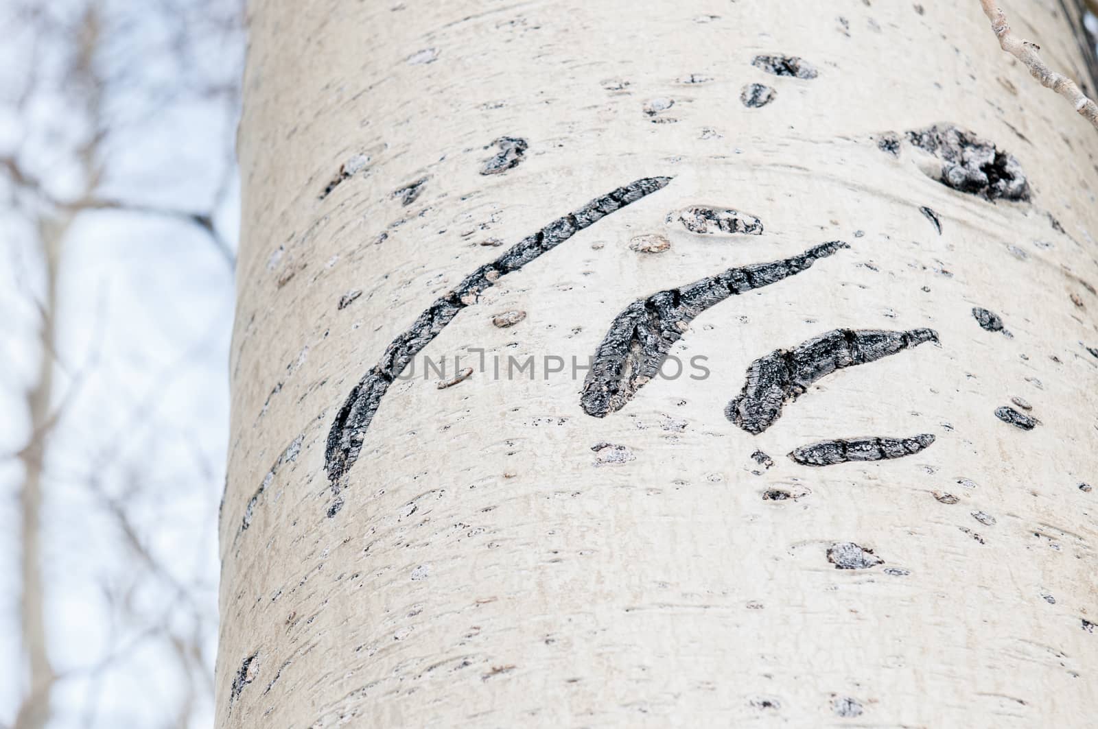 Claw marks on a tree made by a bear, June Lake Loop, Sierras, California