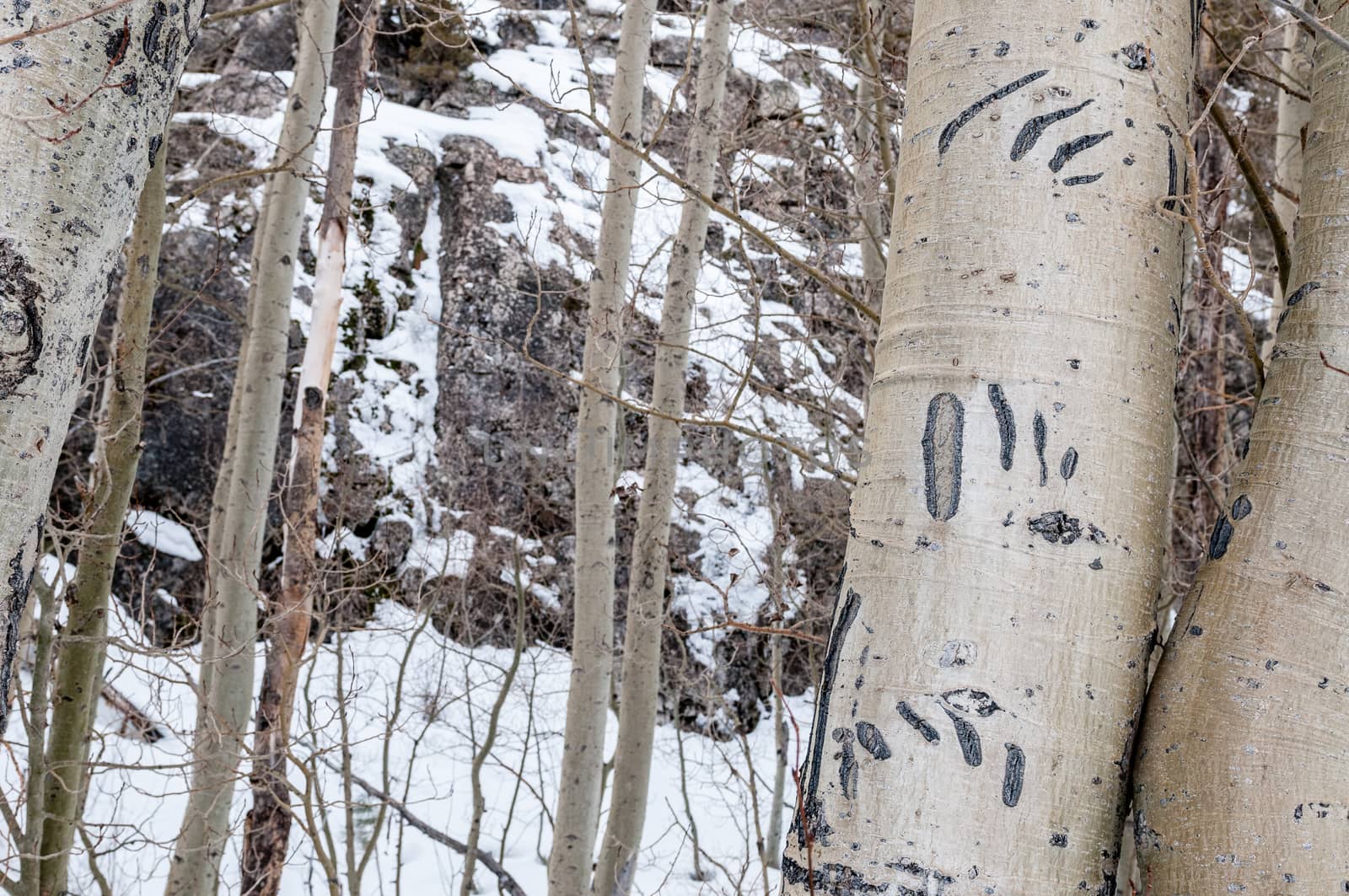 Claw marks on a tree made by a bear, June Lake Loop, Sierras, California by Njean