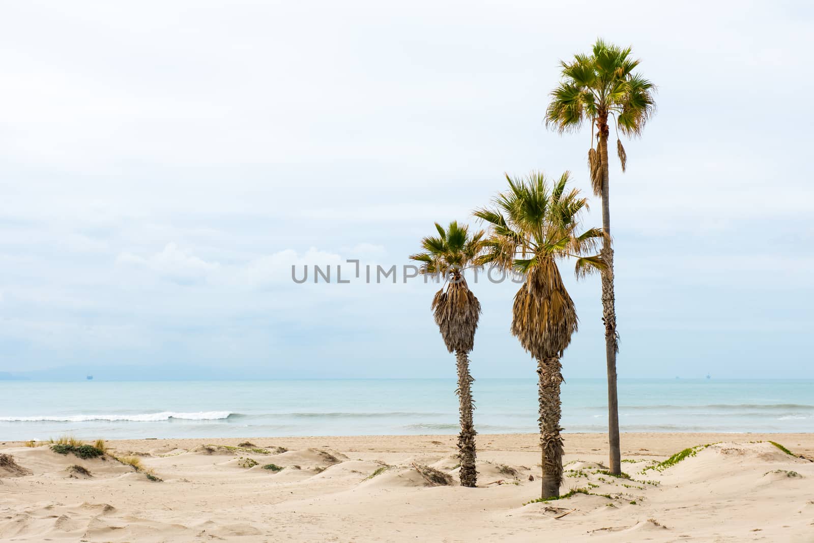 Palm trees at a beach in California, Pacific Ocean by Njean