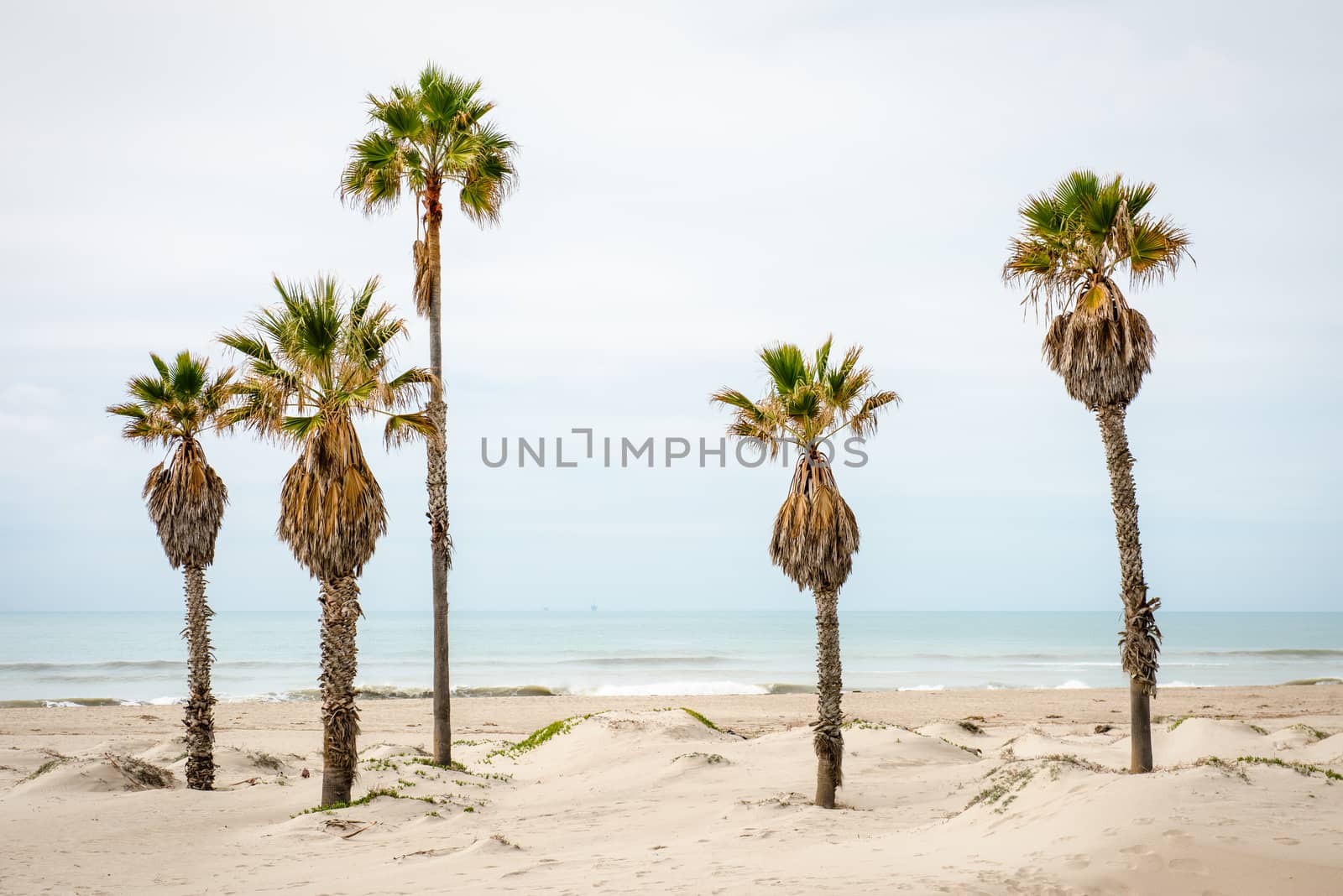 Palm trees at a beach in California, Pacific Ocean