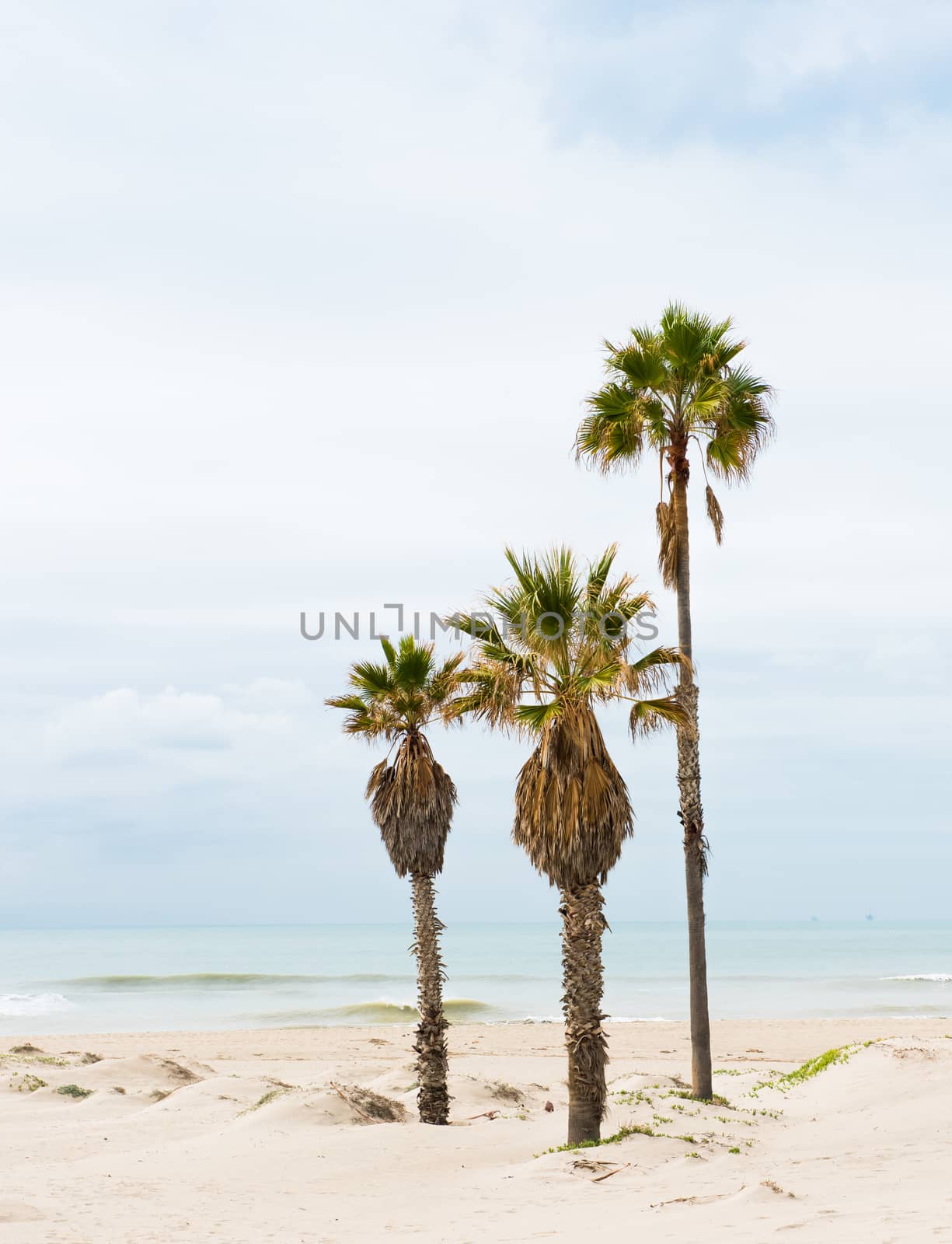 Palm trees at a beach in California, Pacific Ocean by Njean