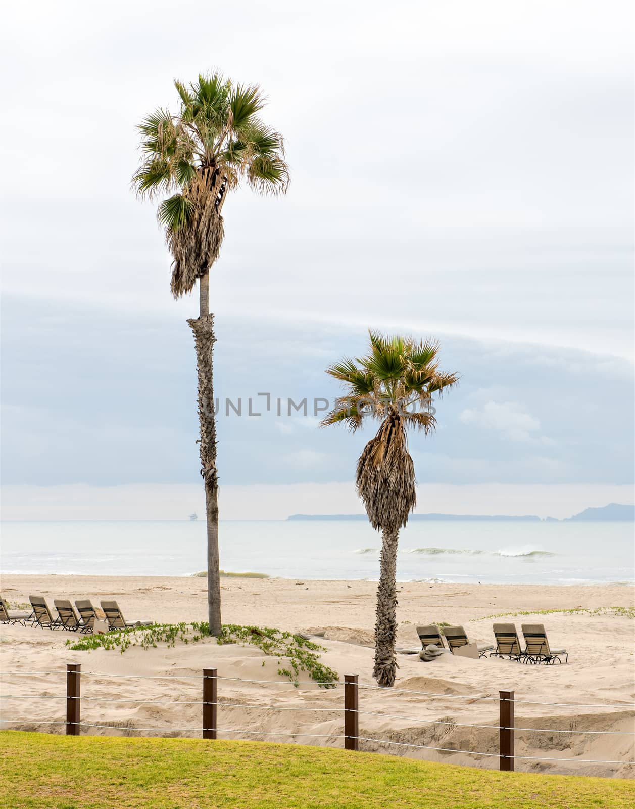 Palm trees at a beach in California, Pacific Ocean