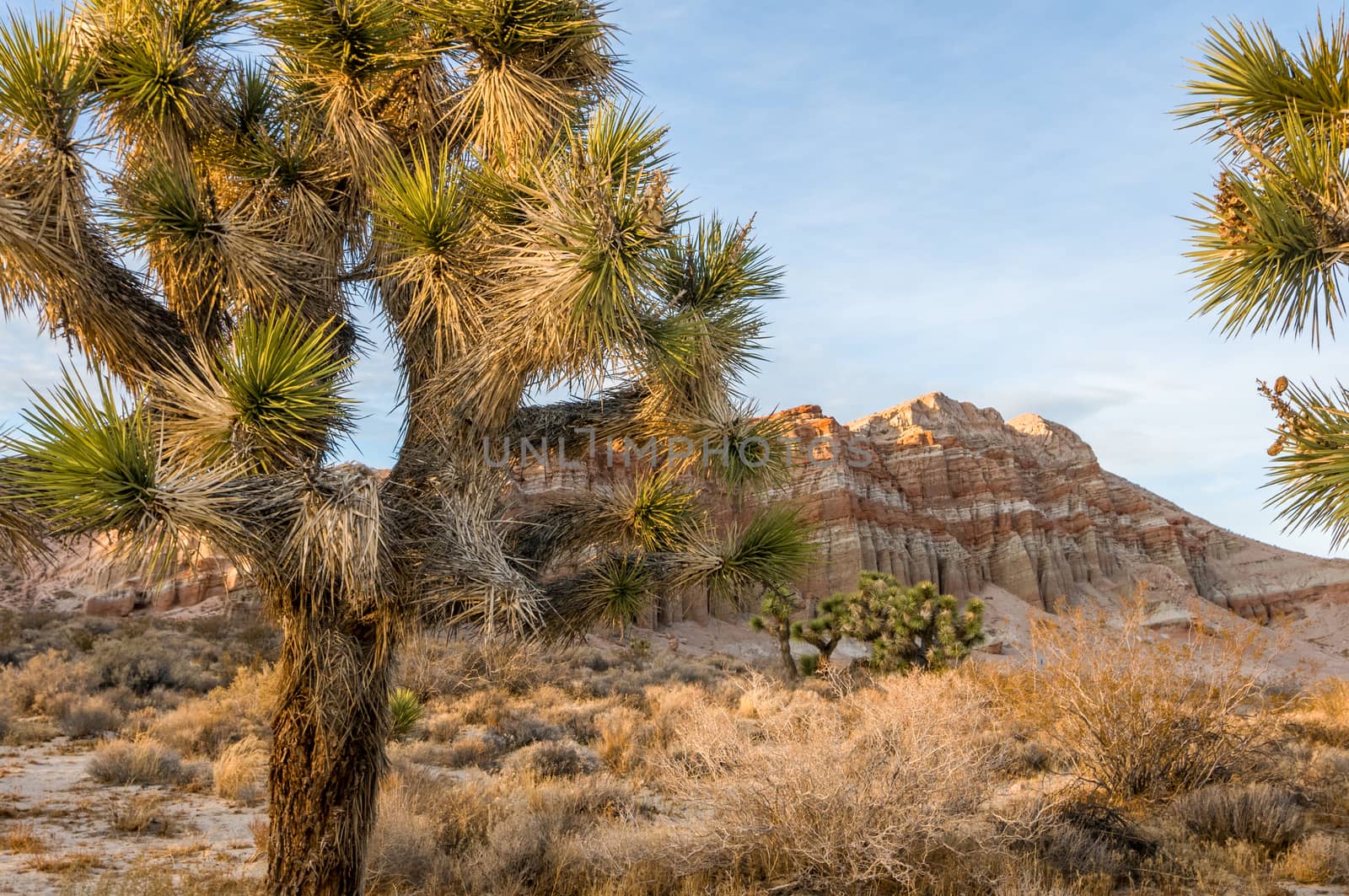 Red Cliffs Natural Preserve (Red Rock Canyon, CA) featuring joshua trees (Yucca brevifolia) by Njean