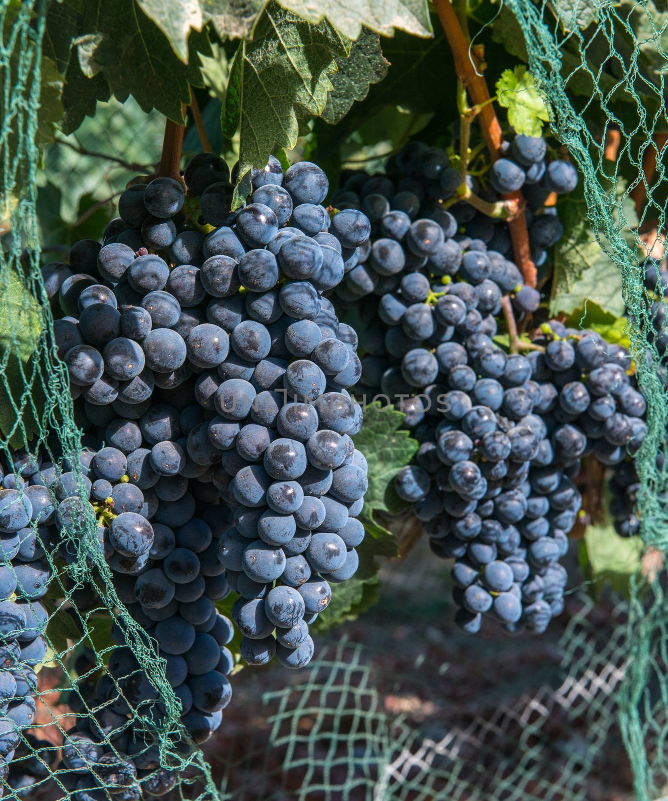 Bunches of purple grapes on the vine in Solvang, California