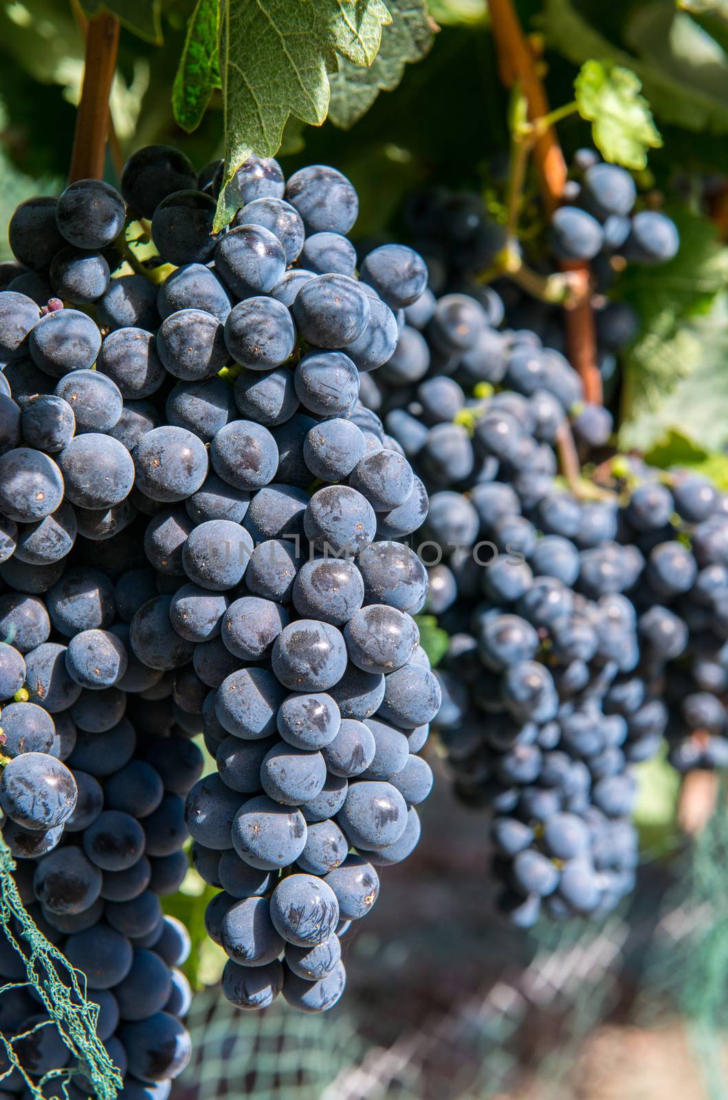 Bunches of purple grapes on the vine in Solvang, California by Njean
