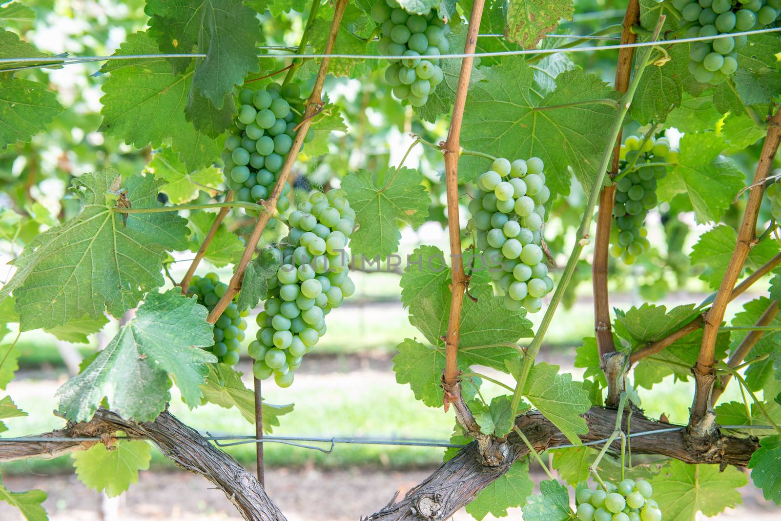 Bunches of green grapes on the vine in Solvang, California