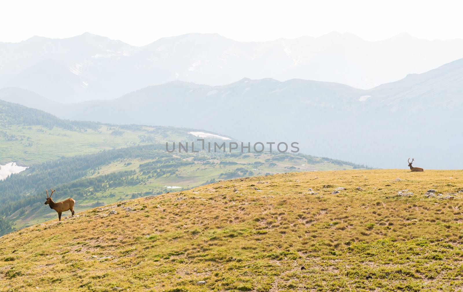 Buck seen from Trail Ridge Road to the alpine tundra in Rocky Mountain National Park, Colorado by Njean