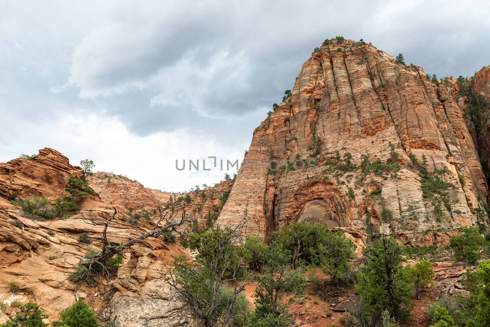 View from the Canyon Overlook Trail in Zion National Park, Utah by Njean