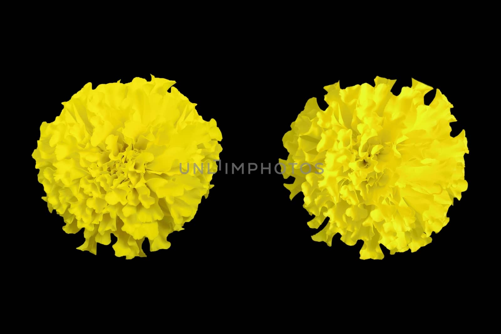 Yellow marigold isolated on black background.