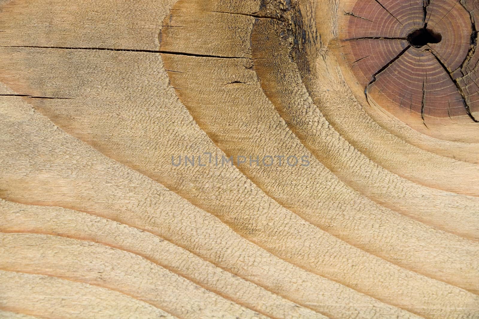 Abstract background, texture of old gnarl wood has rough surface, selective focus