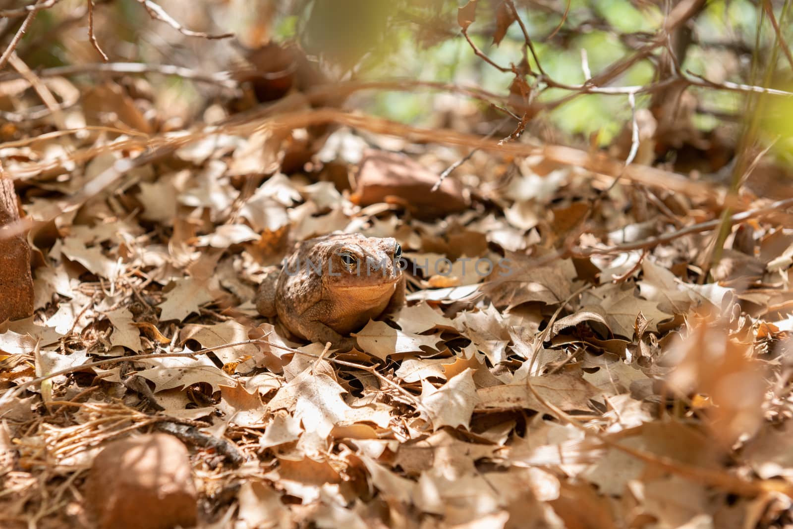 Camouflage amphibian in Zion National Park, Utah by Njean