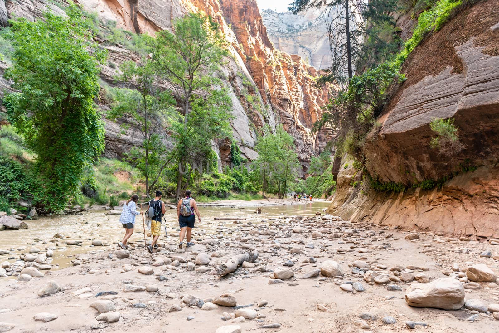 Hikers in the Narrows in Zion National Park, Utah by Njean