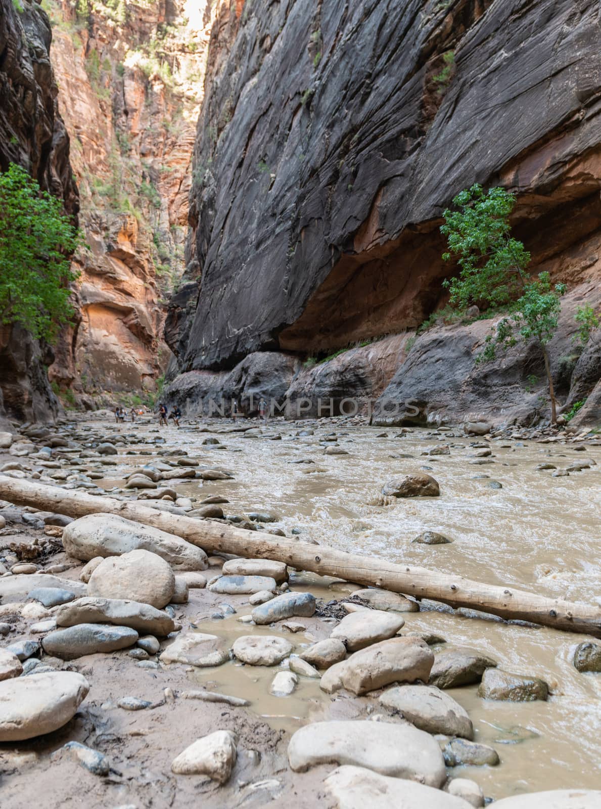 The Narrows in Zion National Park, Utah by Njean