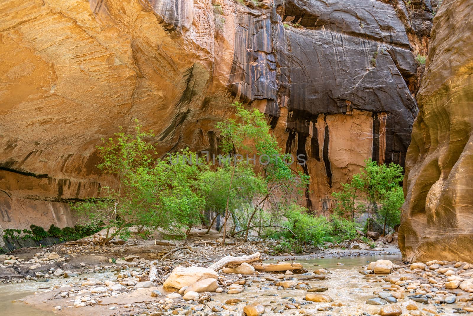 The Narrows in Zion National Park, Utah by Njean