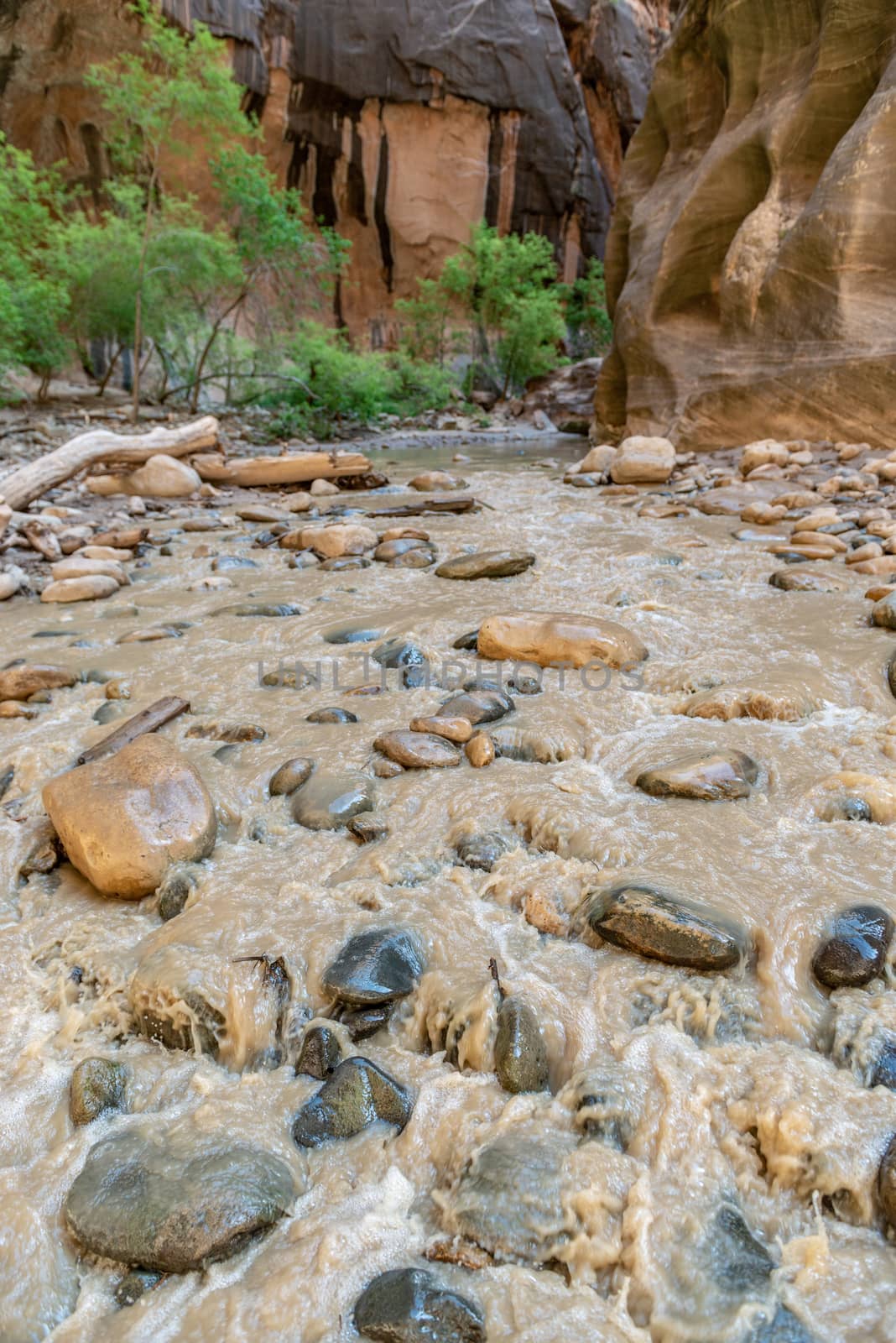 The Narrows in Zion National Park, Utah by Njean