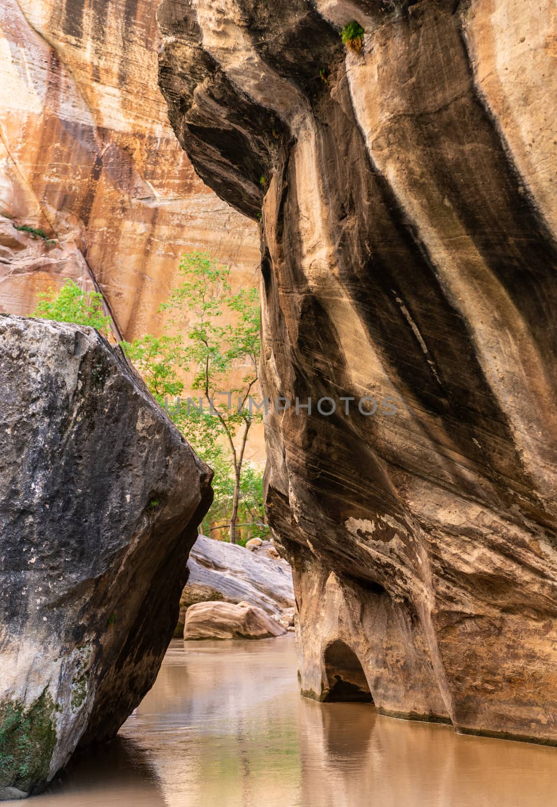 The Narrows in Zion National Park, Utah by Njean