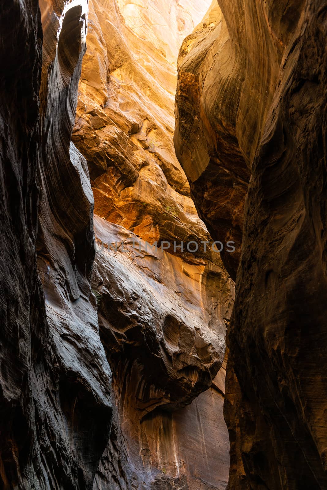 The Narrows in Zion National Park, Utah by Njean