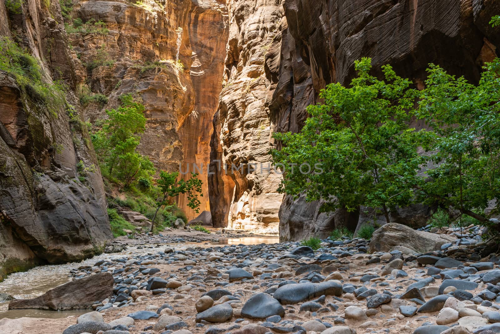 The Narrows in Zion National Park, Utah by Njean