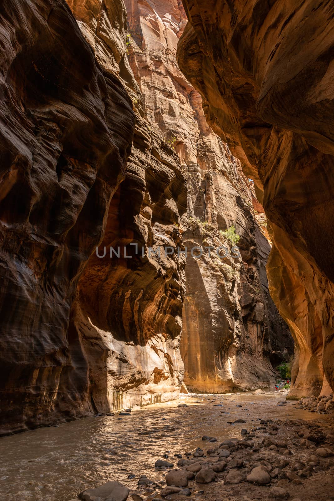 The Narrows in Zion National Park, Utah by Njean