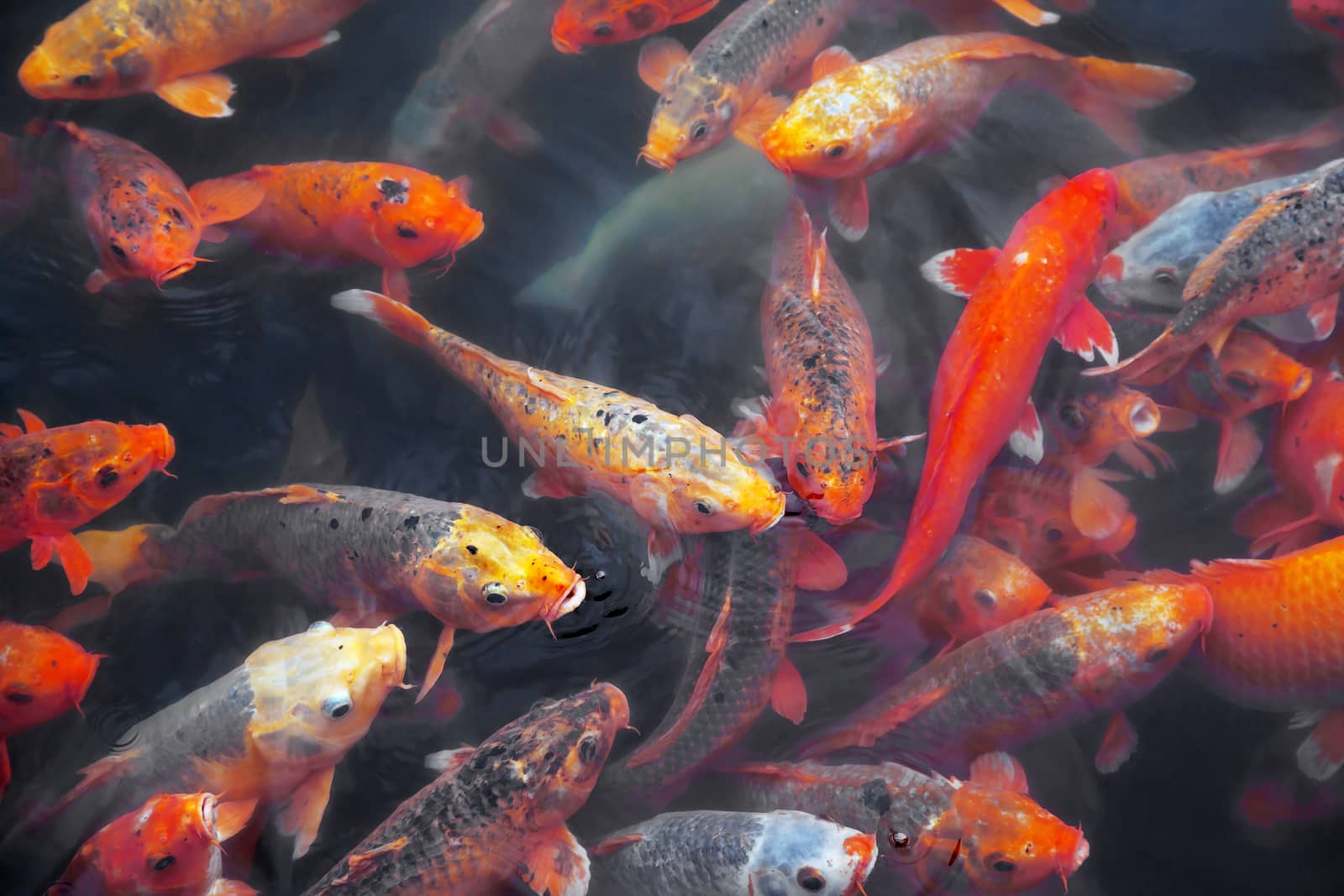 Many koi fish in a pond in Imperial City of Hue, Vietnam