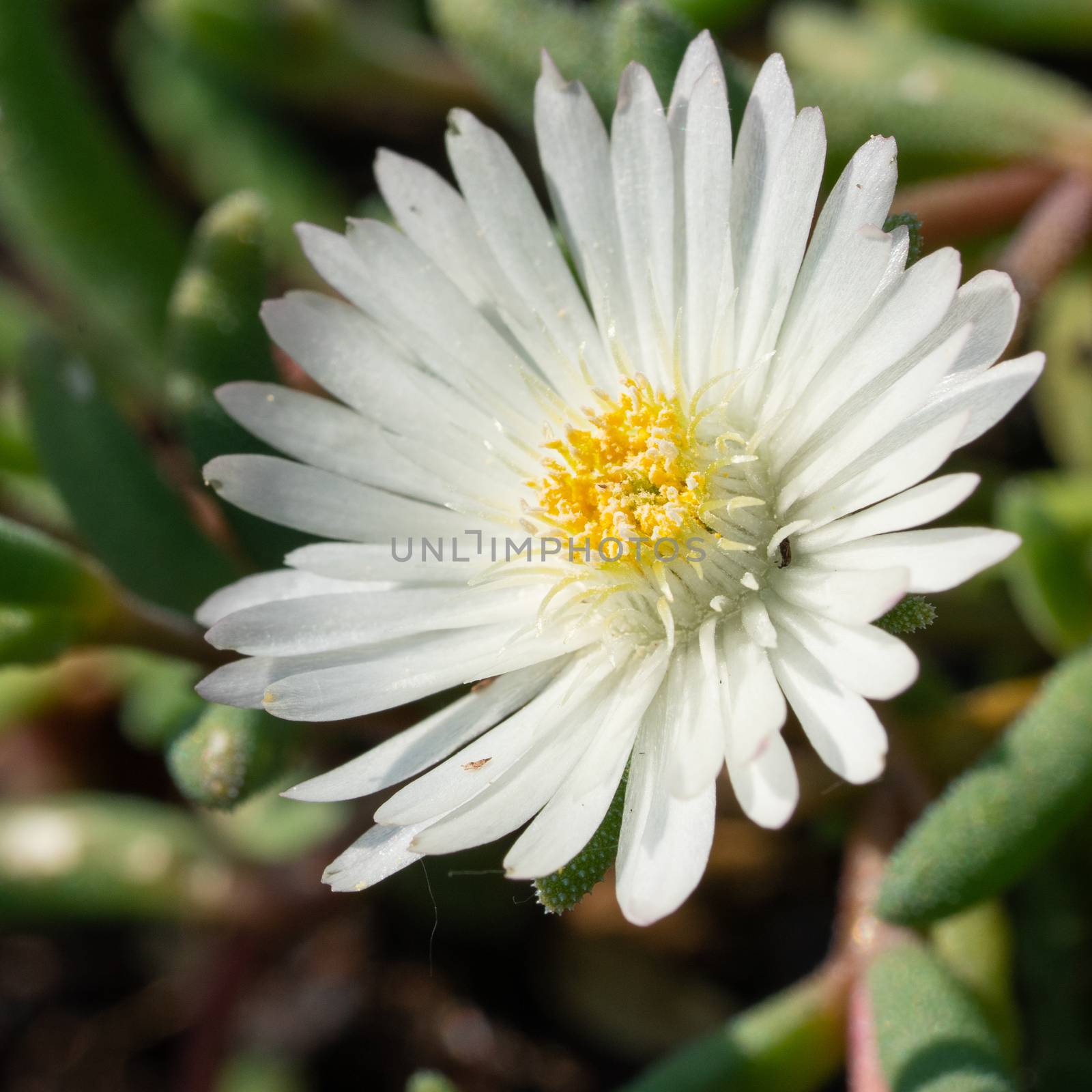 Midday flower, Delosperma congestum by alfotokunst