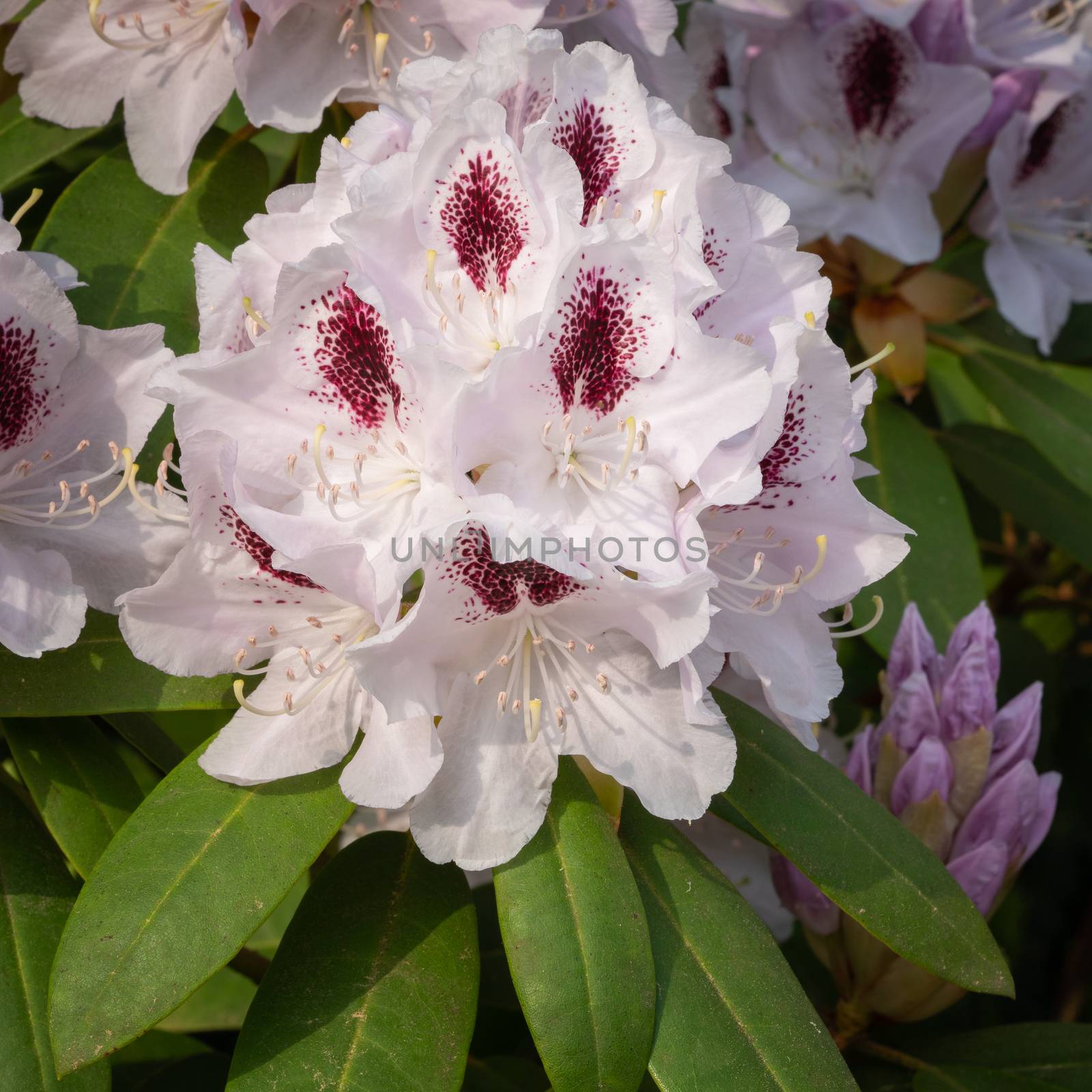 Rhododendron Hybrid Calsap, Rhododendron hybrid by alfotokunst