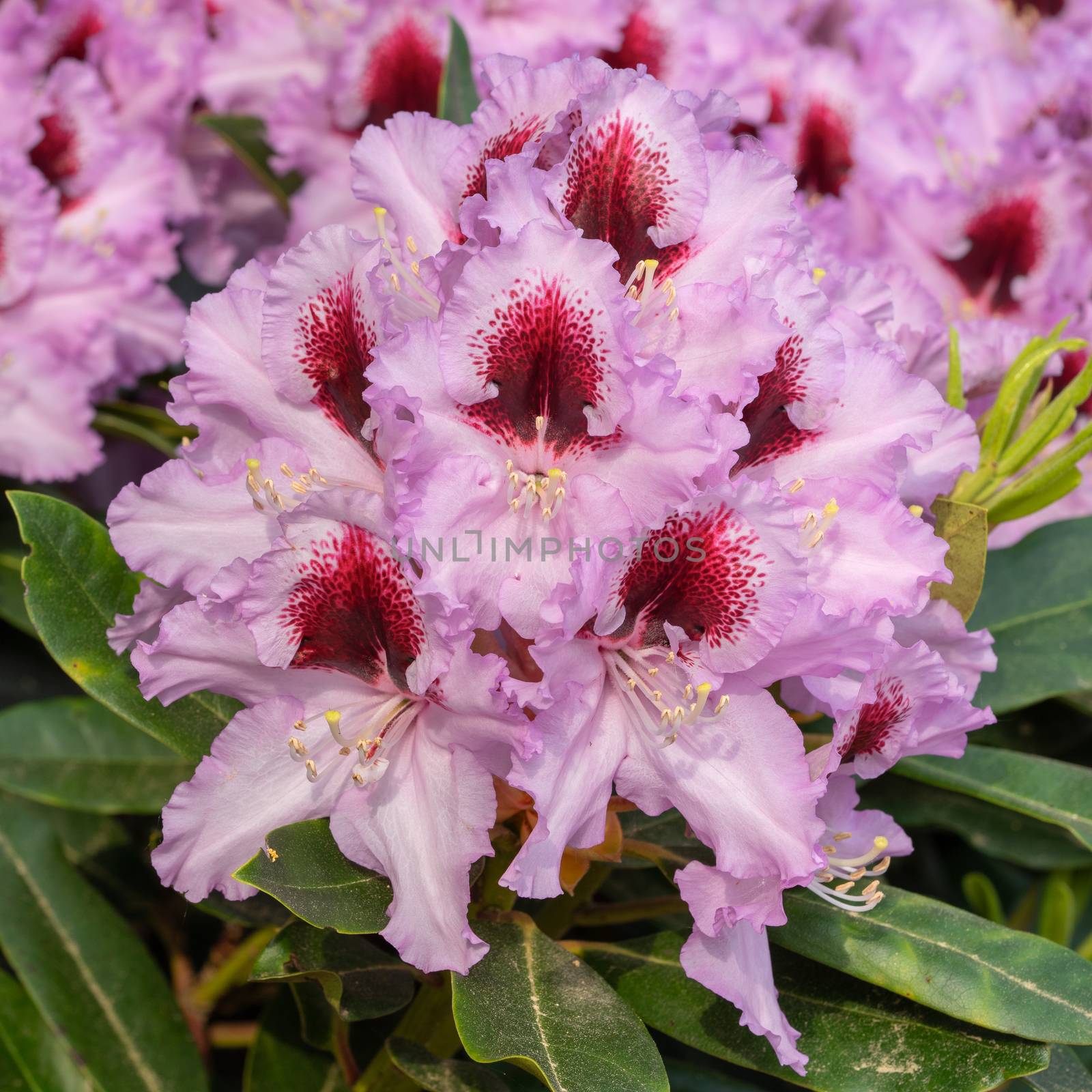 Rhododendron Hybrid Kabarett, Rhododendron hybrid, close up of the flower head