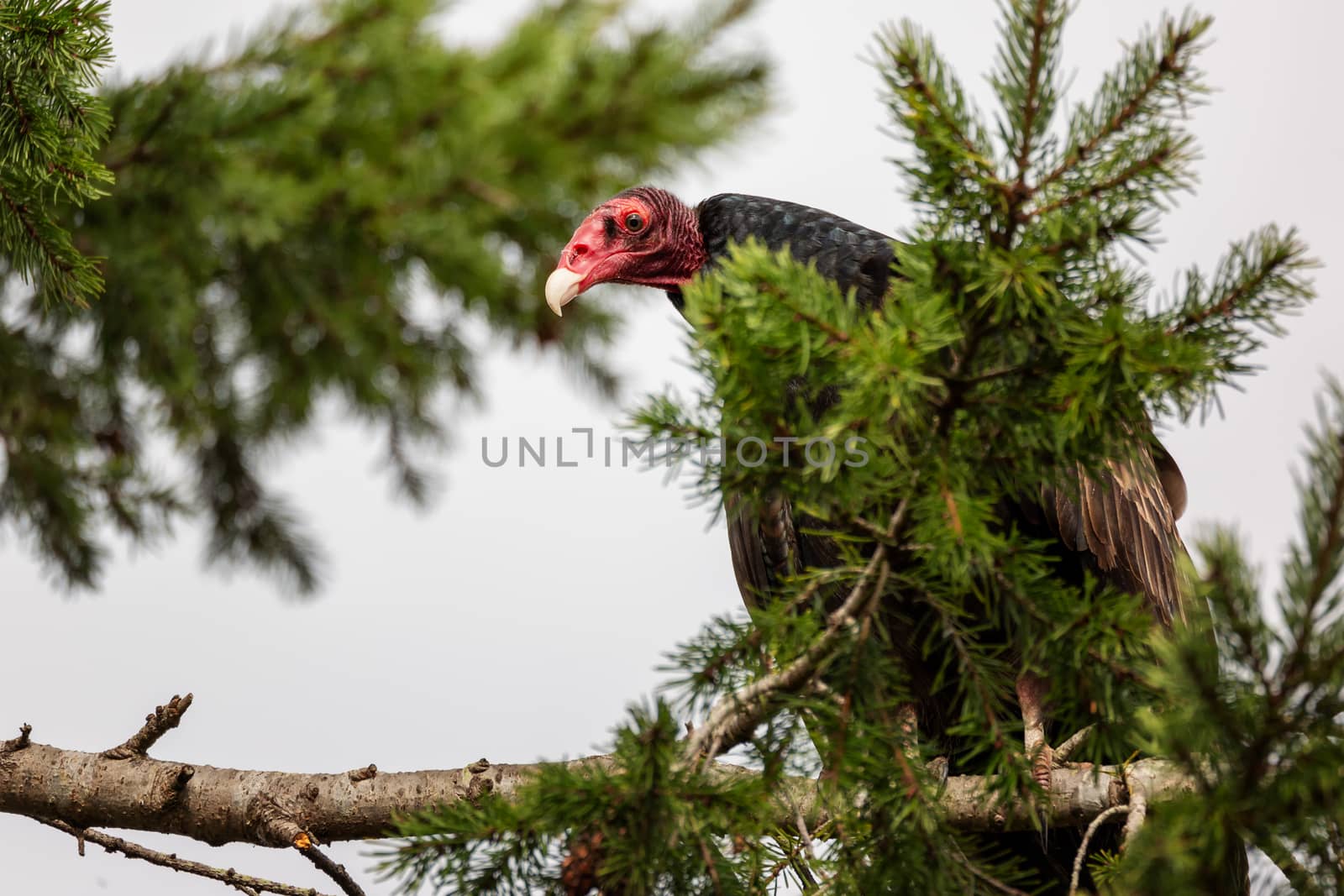 Daytime image of a vulture looking down at the camera from a tree.