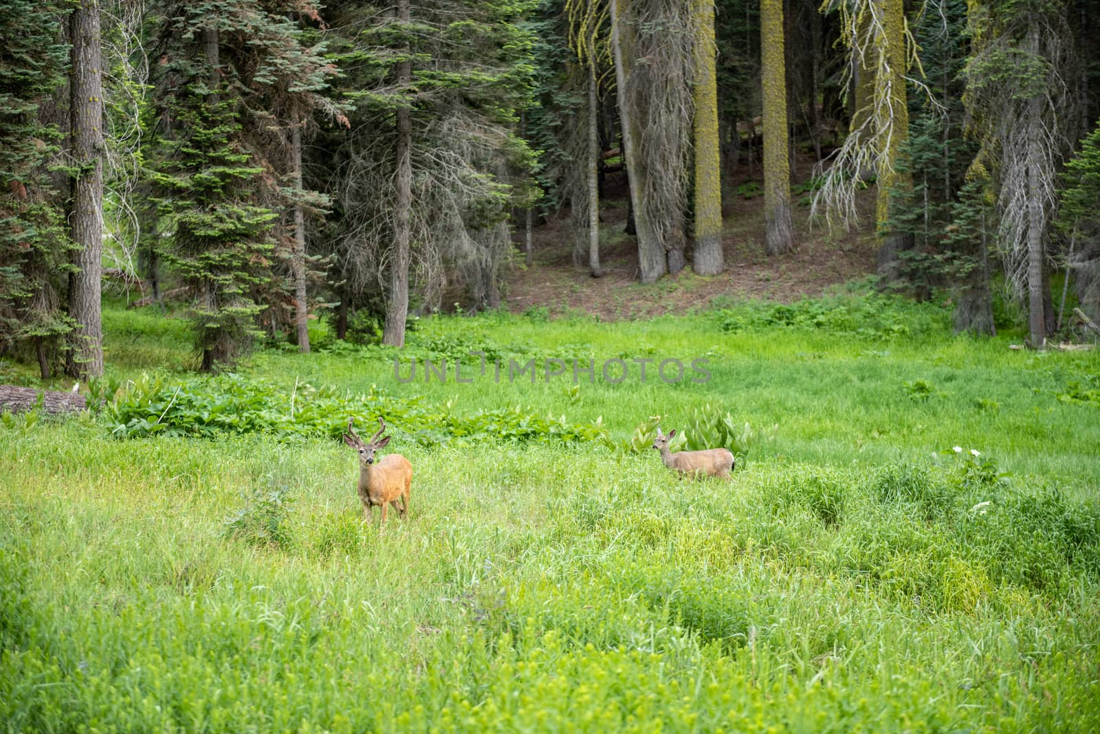 Deer in a meadow in Sequoia National Park, California by Njean