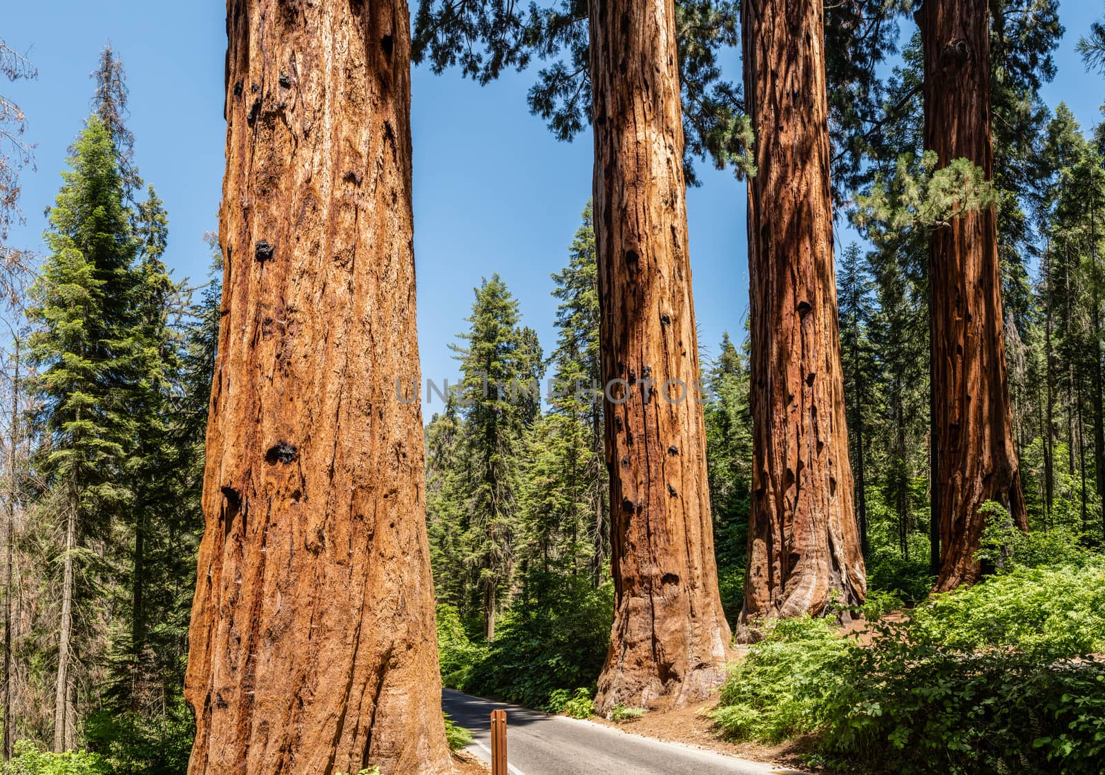 The Four Guardsmen in Sequoia National Park, California by Njean