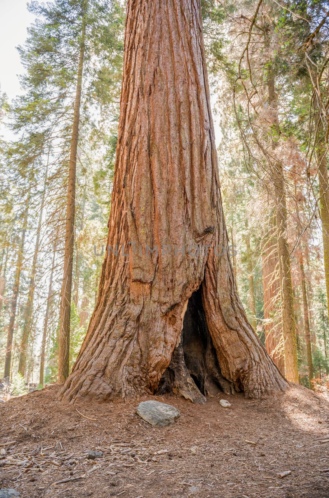 Trunk of a giant sequoia in Sequoia National Park, California by Njean