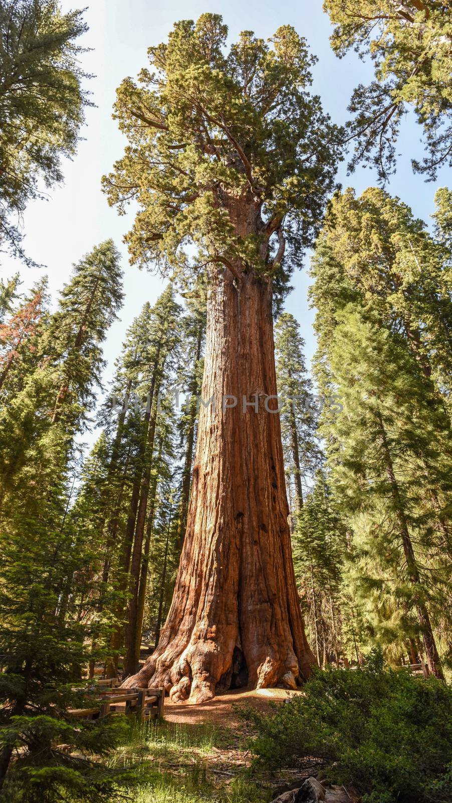 General Sherman Tree in Sequoia National Park, California by Njean