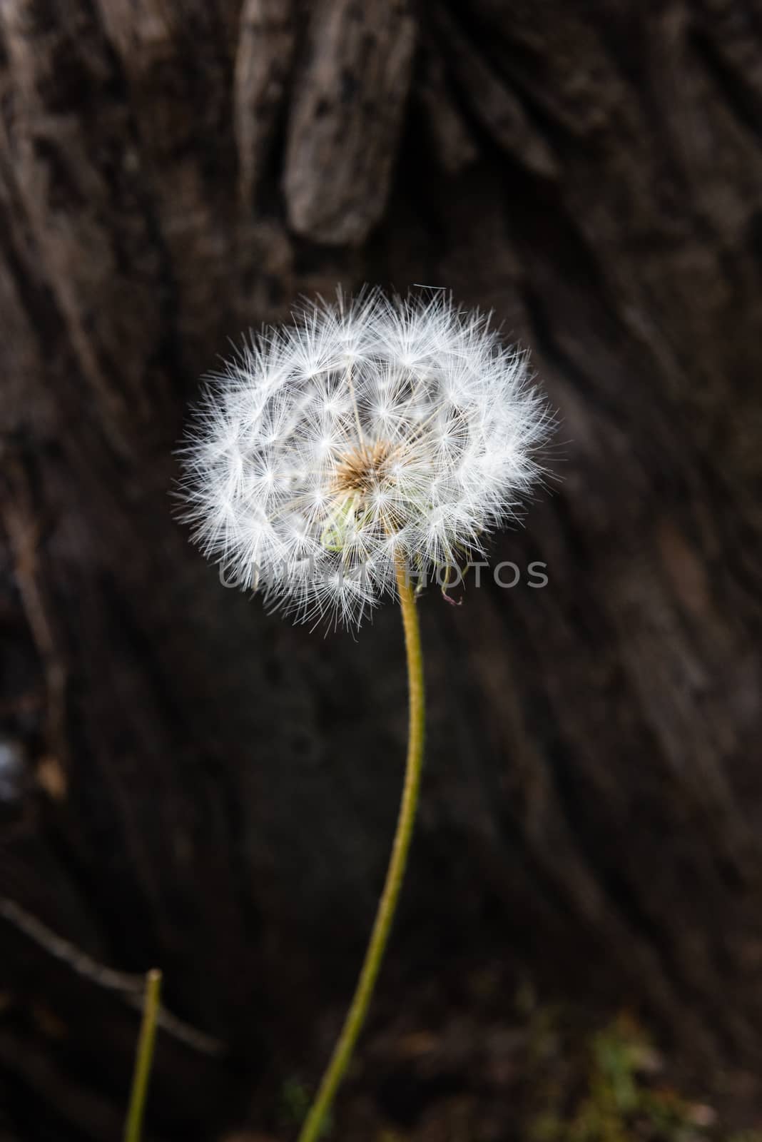 dandelion seed head (Taraxacum)