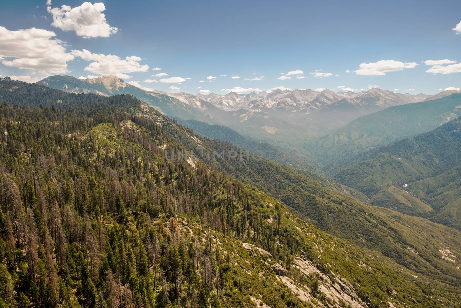 View from Moro Rock in Sequoia National Park, California by Njean
