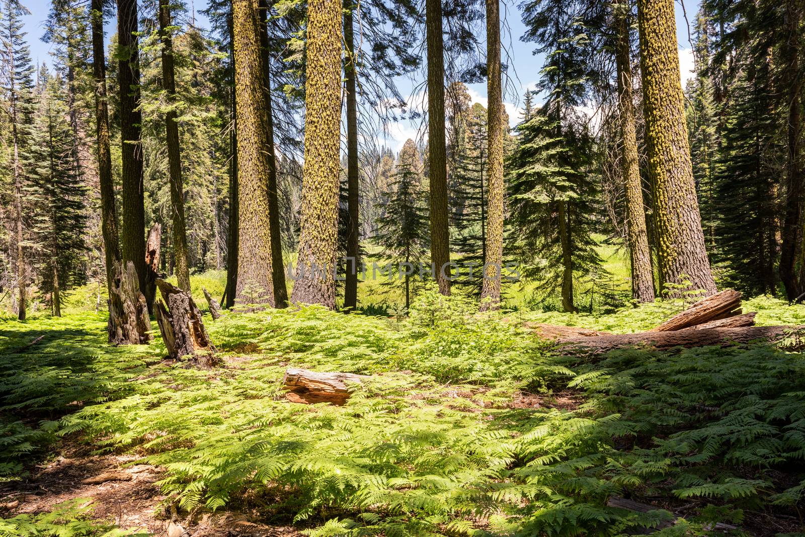 Trees and ferns along Crescent Meadow Loop in Sequoia National Park, California