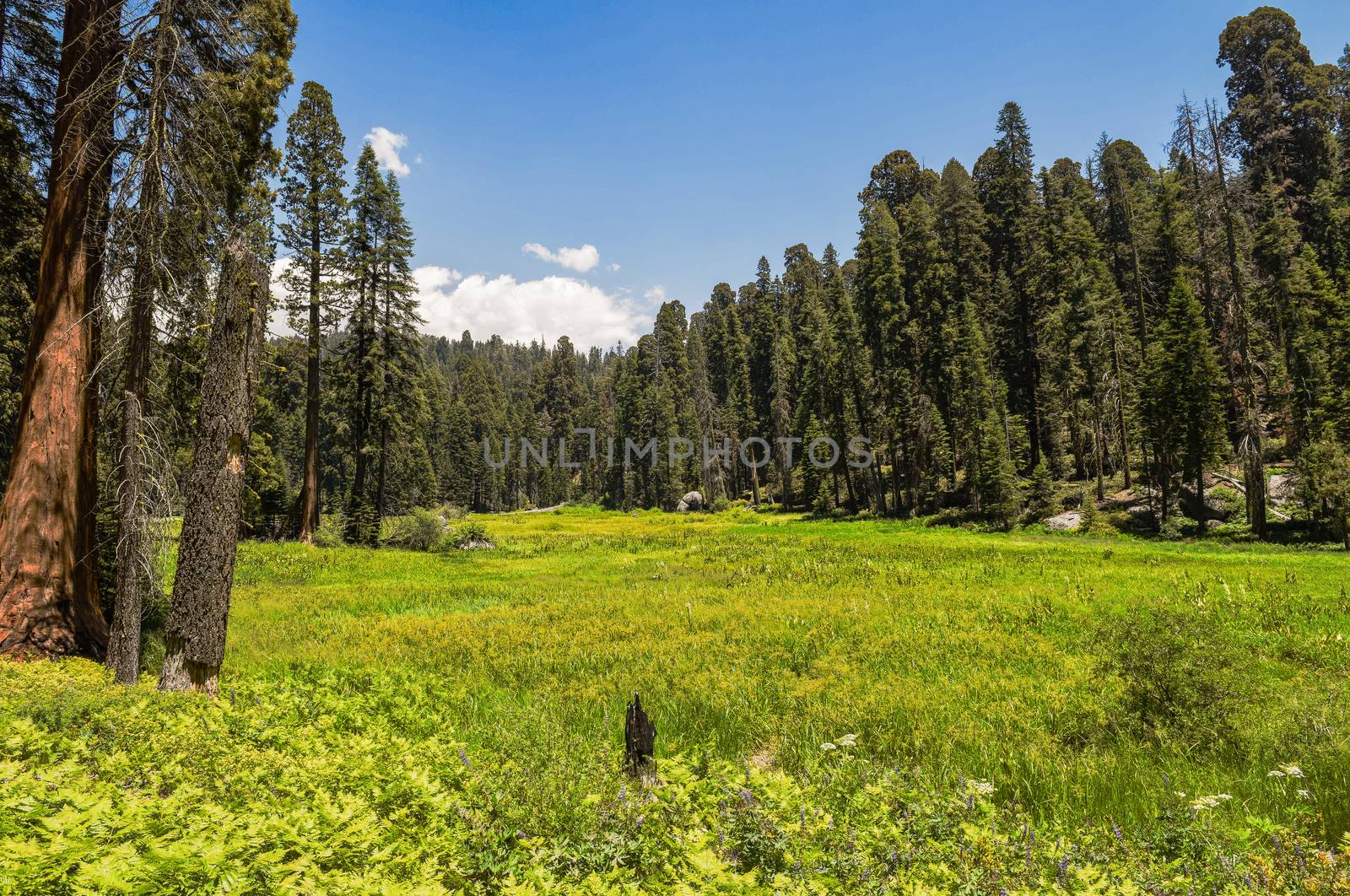 Crescent Meadow in Sequoia National Park, California