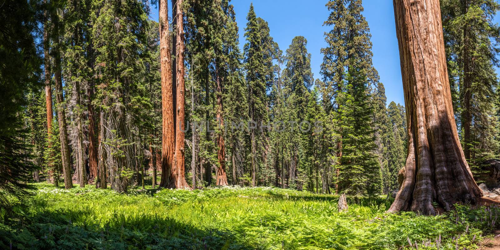 Crescent Meadow in Sequoia National Park, California by Njean