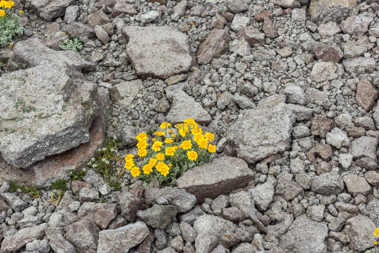 Yellow flowers, ground-clinging vegetaion, in the alipine zone on Mammoth Mountain, California by Njean